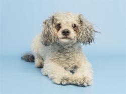 Shelter Stray Male Dog last seen 19TH AVE AND IND SCHOOL, Phoenix, AZ 85008