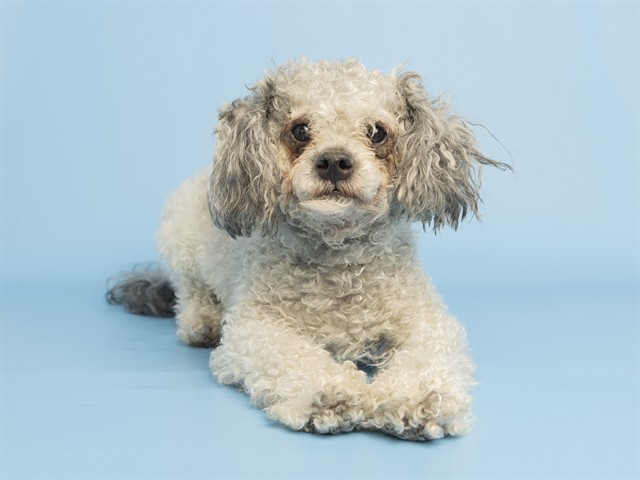 Shelter Stray Male Dog last seen 19TH AVE AND IND SCHOOL, Phoenix, AZ 85008