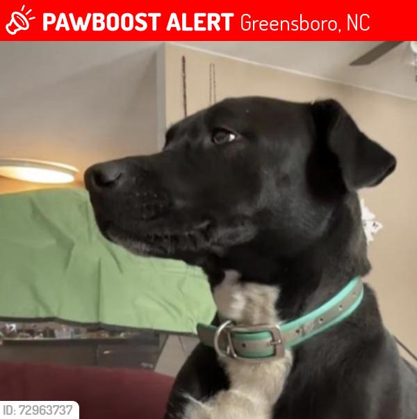 Lost Female Dog last seen McKnight Mill Rd, Greensboro, NC 27405