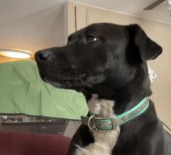Lost Female Dog last seen McKnight Mill Rd, Greensboro, NC 27405