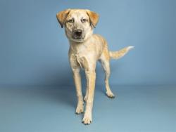 Shelter Stray Female Dog last seen RAY AND IRONWOOD, Phoenix, AZ 85008