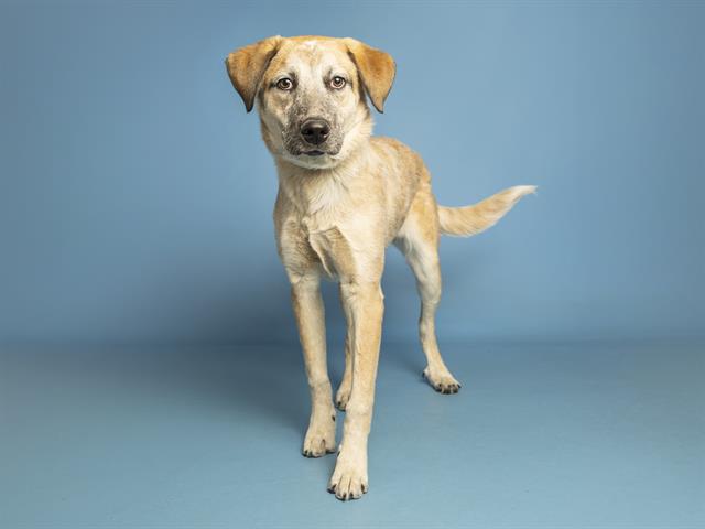 Shelter Stray Female Dog last seen RAY AND IRONWOOD, Phoenix, AZ 85008