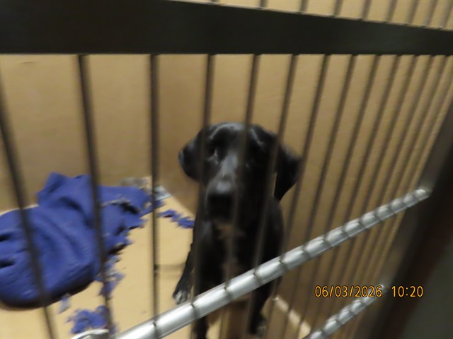 Shelter Stray Female Dog last seen GARDENS PKWY/WEDGEMONT AVE, Phoenix, AZ 85008