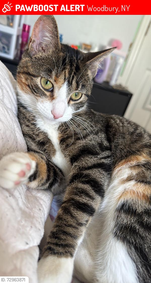 Lost Female Cat last seen Roselawn rd, Highland Mills NY 10930, Woodbury, NY 10930