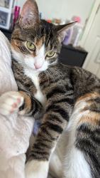 Lost Female Cat last seen Roselawn rd, Highland Mills NY 10930, Woodbury, NY 10930