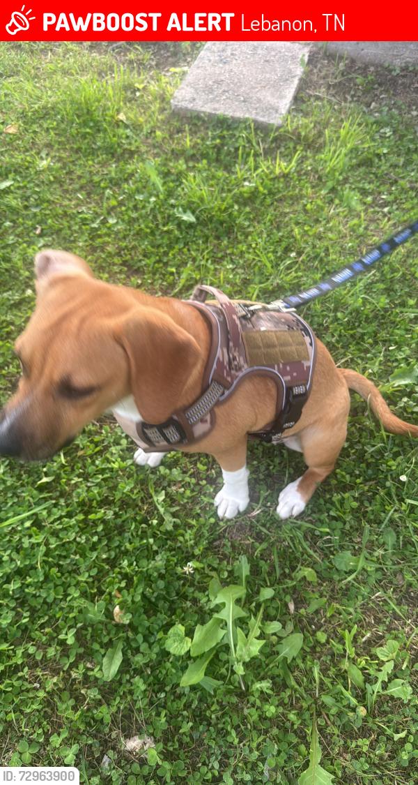 Lost Female Dog last seen Cumberland , Lebanon, TN 37087