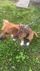 Lost Female Dog last seen Cumberland , Lebanon, TN 37087