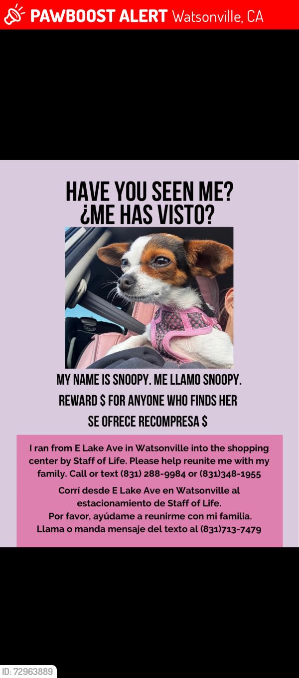 Lost Female Dog last seen Staff of life , Watsonville, CA 95076