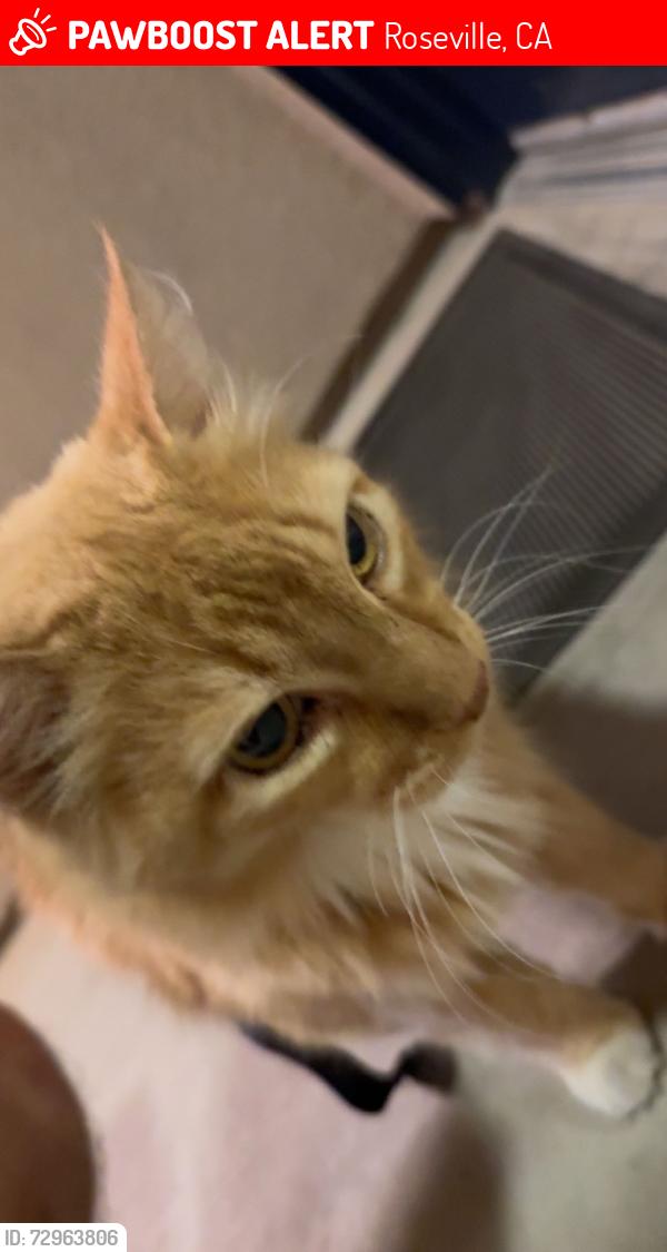 Lost Male Cat last seen Blue oaks and Hayden pkwy by the new highschool, Roseville, CA 95747