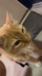 Lost Male Cat last seen Blue oaks and Hayden pkwy by the new highschool, Roseville, CA 95747