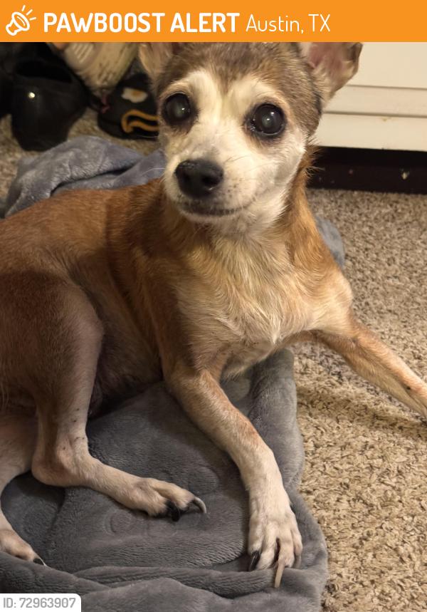 Found/Stray Female Dog last seen Harper’s Ferry, Austin, TX 78745