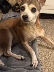 Found/Stray Female Dog last seen Harper’s Ferry, Austin, TX 78745