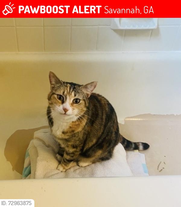 Lost Female Cat last seen By Lake Mayer, off of Mongomery Cross Road., Savannah, GA 31406
