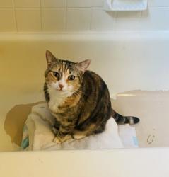 Lost Female Cat last seen By Lake Mayer, off of Mongomery Cross Road., Savannah, GA 31406