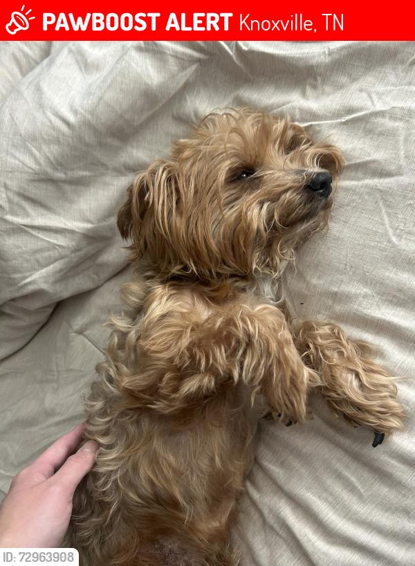Lost Male Dog last seen Fountain city park, Knoxville, TN 37918