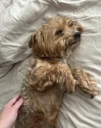 Lost Male Dog last seen Fountain city park, Knoxville, TN 37918