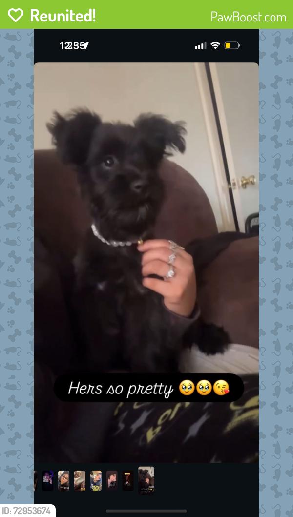 Reunited Female Dog last seen 46th and slide road, Lubbock, TX 79414