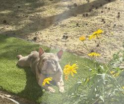 Lost Male Dog last seen 105th & san leandro, Oakland, CA 94603