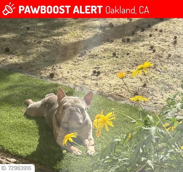 Lost Male Dog last seen 105th & san leandro, Oakland, CA 94603