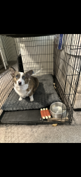 Lost Female Dog last seen 10th and lawrence , Topeka, KS 66607
