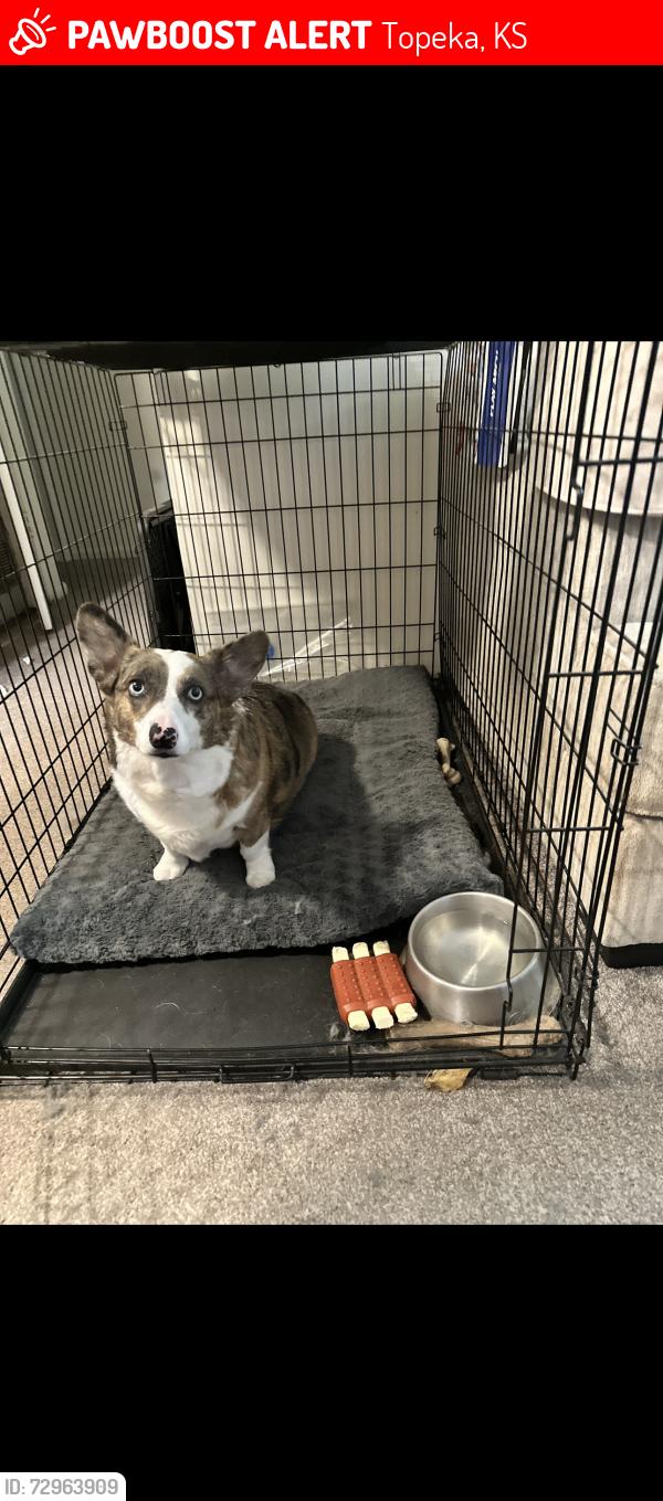 Lost Female Dog last seen 10th and lawrence , Topeka, KS 66607