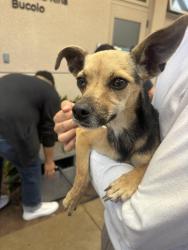 Reunited Female Dog last seen Market street on ramp of the 805, San Diego, CA 92102