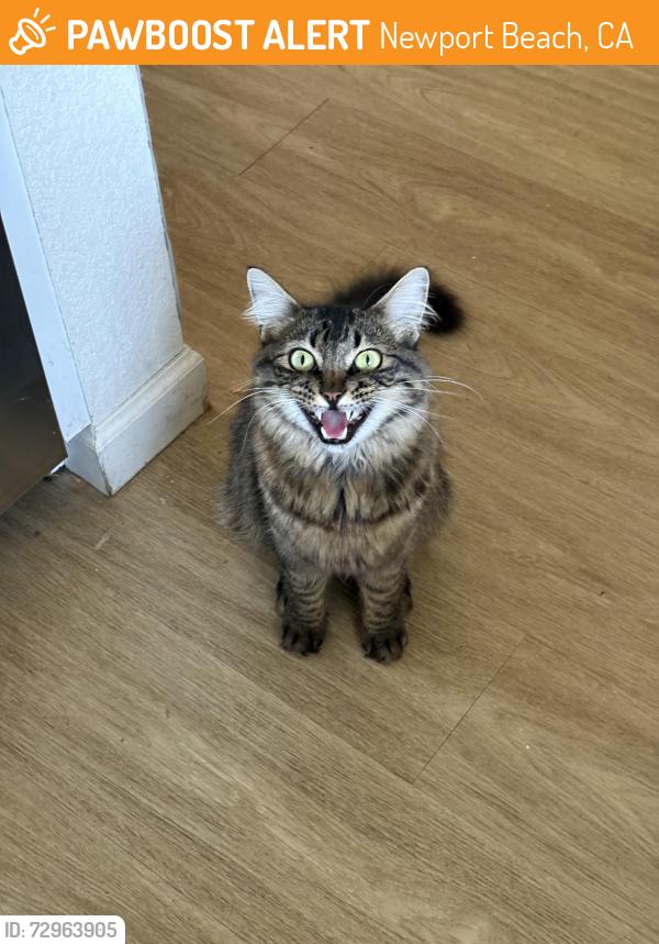 Found/Stray Unknown Cat last seen La Salud and La Felicidad, Newport Beach, CA 92660