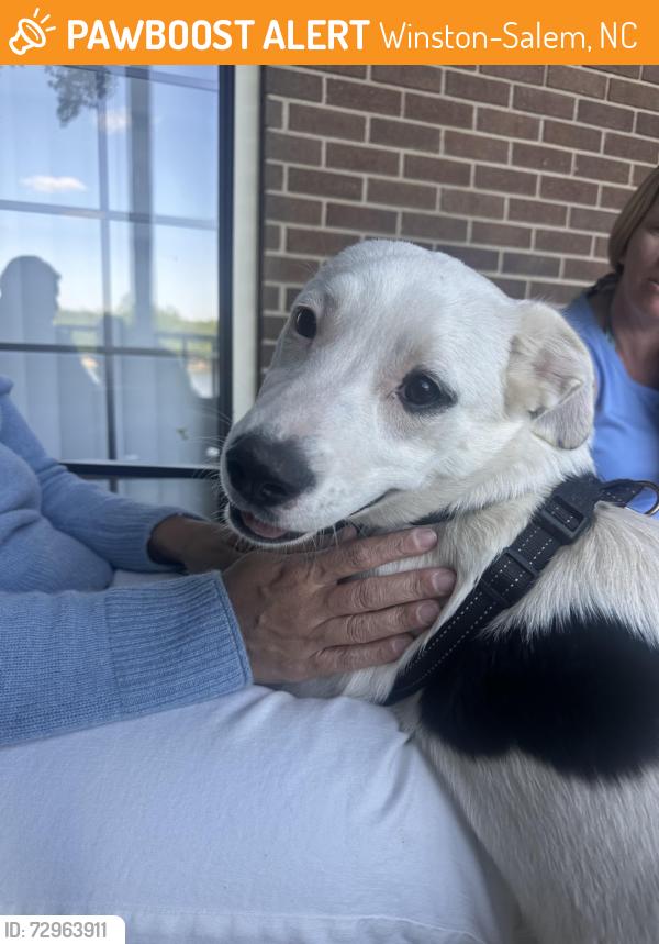 Found/Stray Female Dog last seen Near winston salem , Winston-Salem, NC 27108