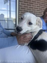 Found/Stray Female Dog last seen Near winston salem , Winston-Salem, NC 27108