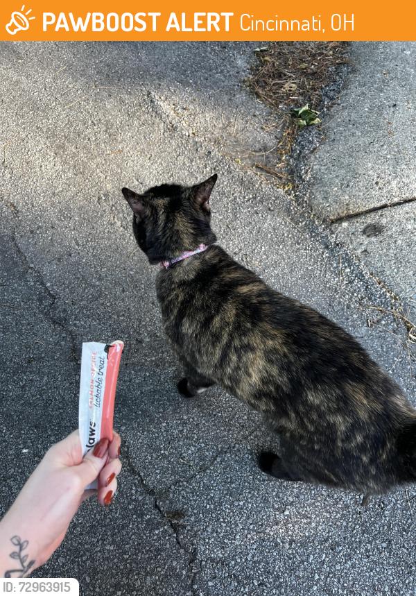 Found/Stray Unknown Cat last seen Parking lot of Ferdinand Place apmts. Ran into wooded backyards behind yellow garden shed., Cincinnati, OH 45209