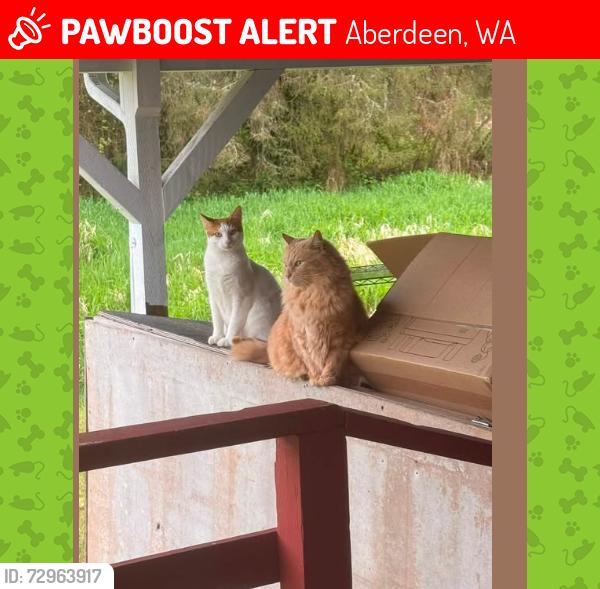 Lost Male Cat last seen Near Water Street, Aberdeen, WA 98520