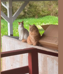 Lost Male Cat last seen Near Water Street, Aberdeen, WA 98520