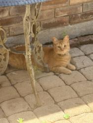 Found/Stray Unknown Cat last seen Old McQueeney rd. , New Braunfels, TX 78130