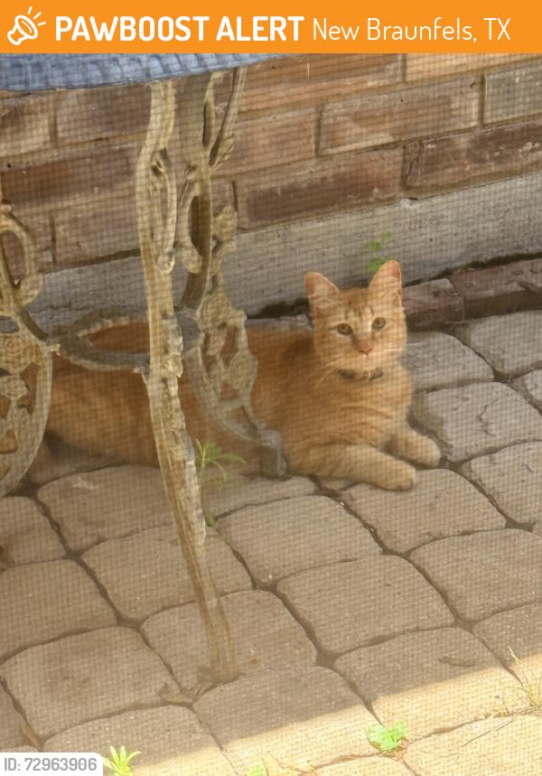Found/Stray Unknown Cat last seen Old McQueeney rd. , New Braunfels, TX 78130
