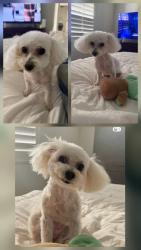 Lost Female Dog last seen Breakers Lane, Aliso Viejo. CA., Aliso Viejo, CA 92656
