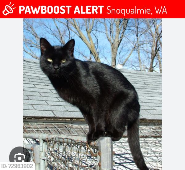 Lost Male Cat last seen Off of exit 25 near Snoqualmie ridge, Snoqualmie, WA 98065