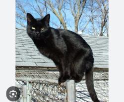 Lost Male Cat last seen Off of exit 25 near Snoqualmie ridge, Snoqualmie, WA 98065