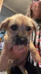 Found/Stray Male Dog last seen Ave 208, Strathmore, CA 93267