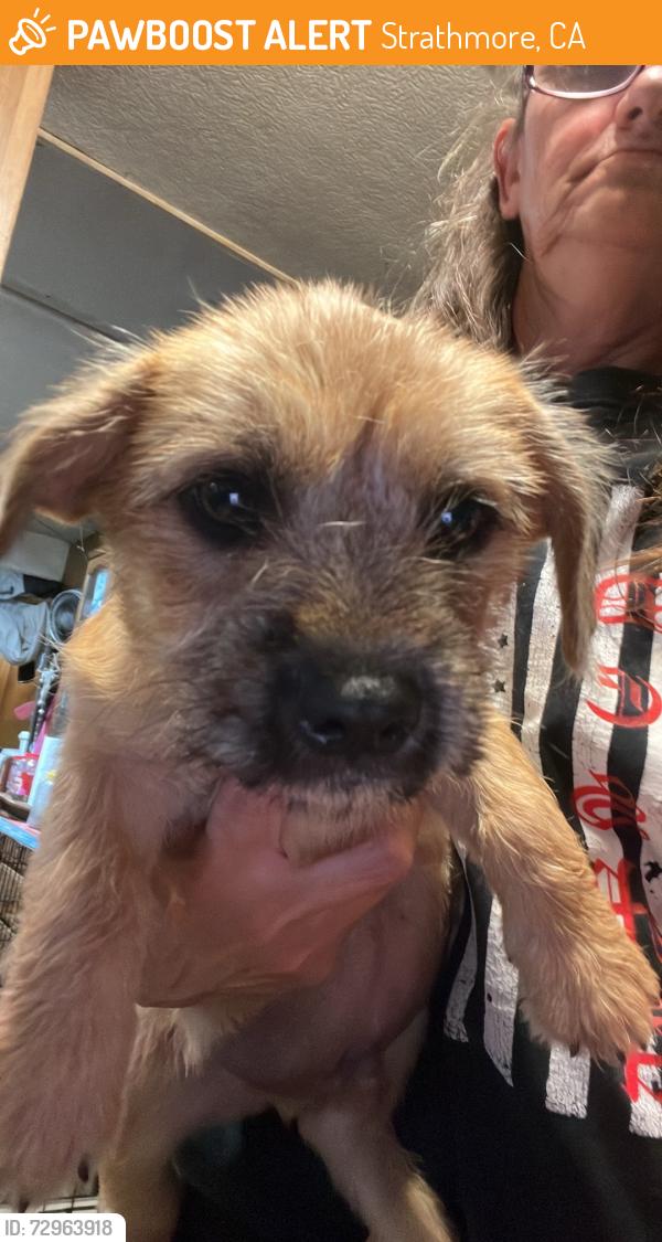 Found/Stray Male Dog last seen Ave 208, Strathmore, CA 93267