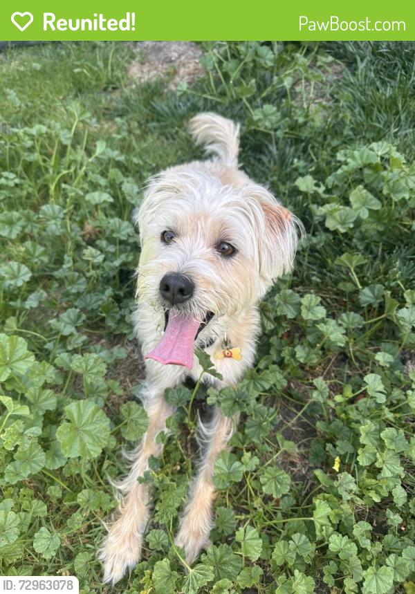 Reunited Male Dog last seen Capitol and Morrill, San Jose, CA 95132