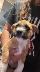 Found/Stray Male Dog last seen Ave 208, Strathmore, CA 93267