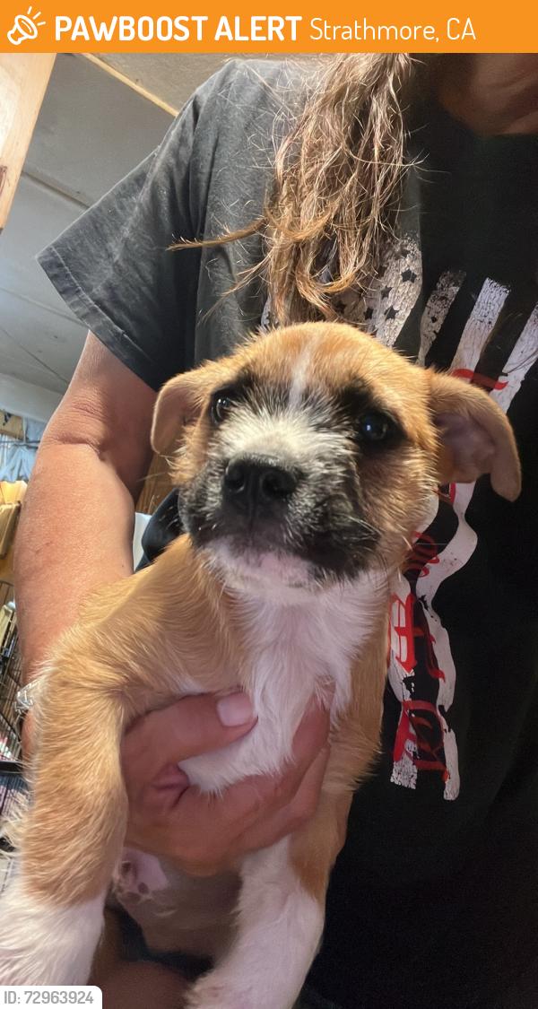 Found/Stray Male Dog last seen Ave 208, Strathmore, CA 93267
