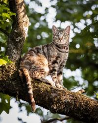 Lost Female Cat last seen Near Wildwood Dr , Cabot, AR 72023
