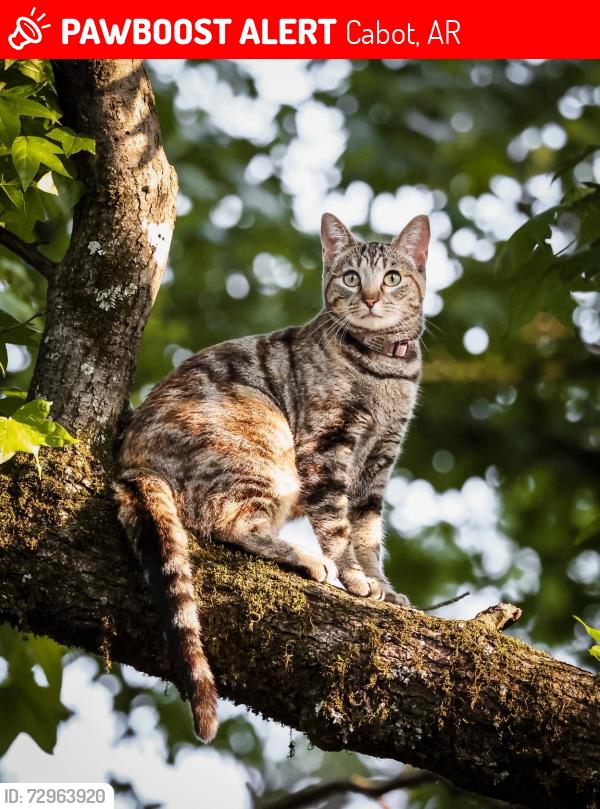 Lost Female Cat last seen Near Wildwood Dr , Cabot, AR 72023