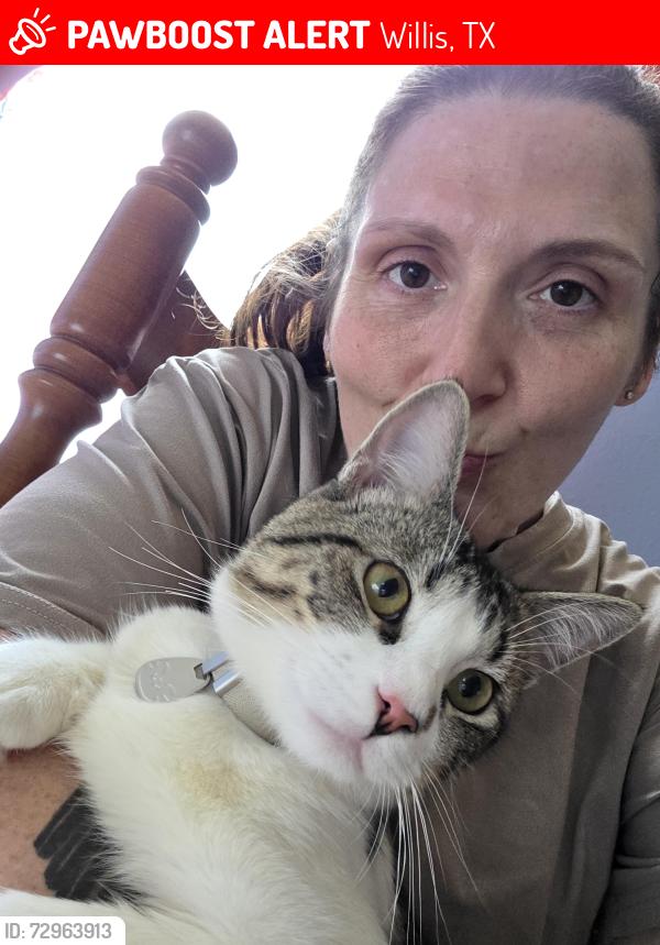 Lost Male Cat last seen F.m. 2432, Willis, TX 77378