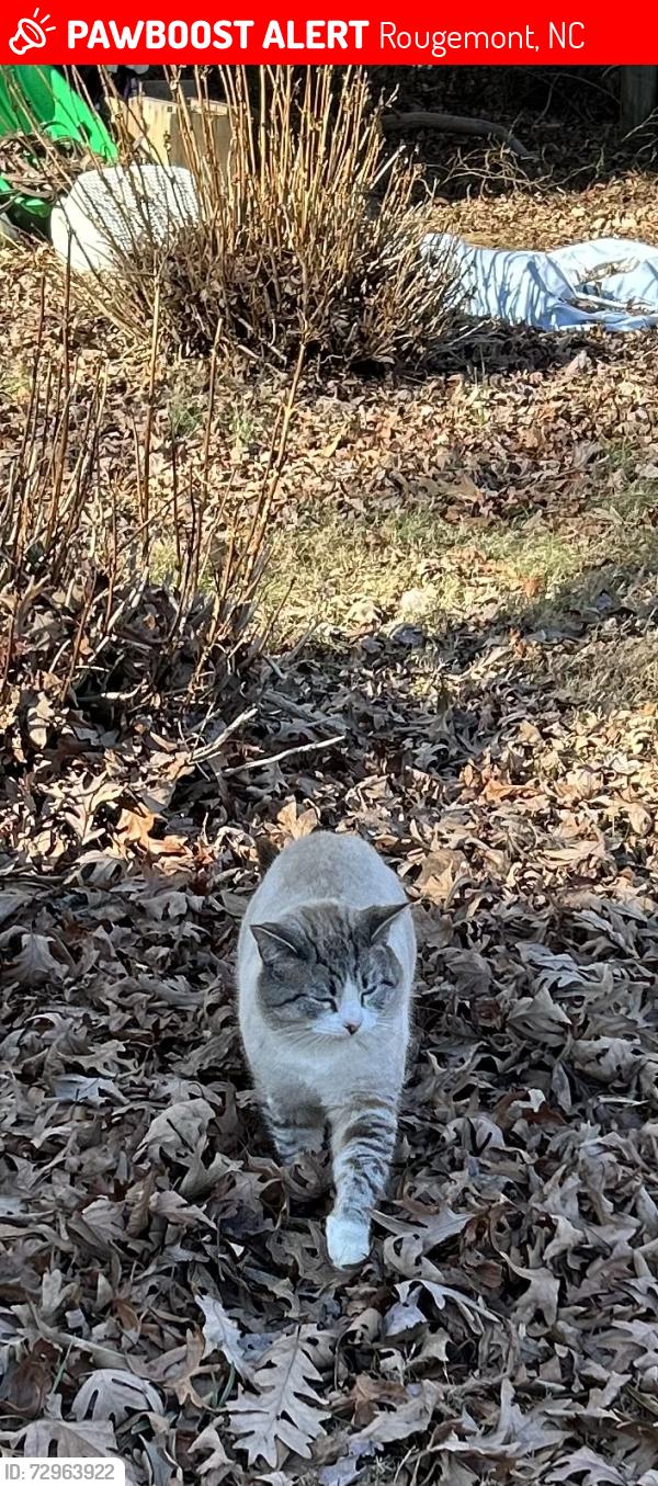 Lost Male Cat last seen Red Mountain state barn, Rougemont, NC 27572