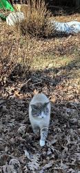 Lost Male Cat last seen Red Mountain state barn, Rougemont, NC 27572