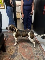 Found/Stray Male Dog last seen Hairbenders salon, Kingsport, TN 37660