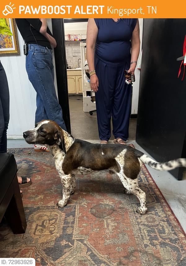 Found/Stray Male Dog last seen Hairbenders salon, Kingsport, TN 37660