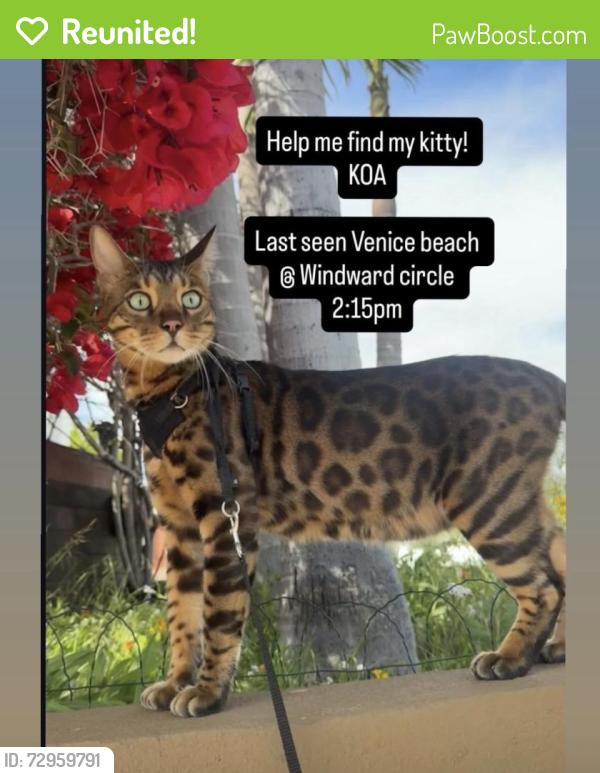 Reunited Female Cat last seen Windward Cir, Los Angeles, CA 90291, USA, Los Angeles, CA 90291